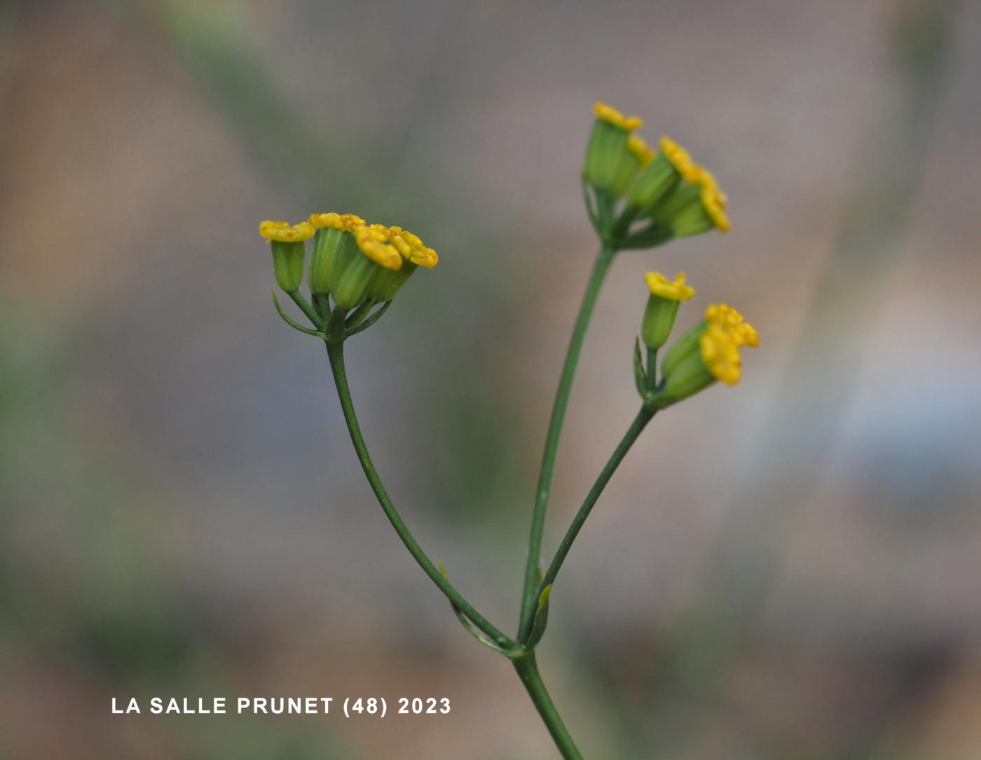 Hare's-Ear, [Rush-leaved] flower